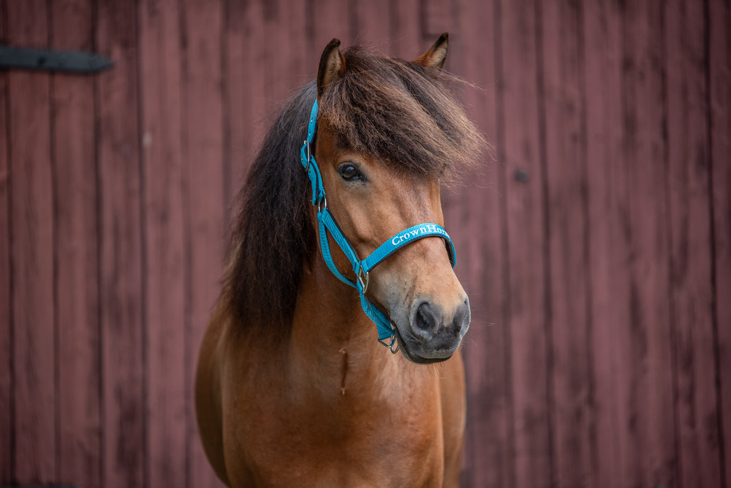 Halfter CrownHorse Türkis