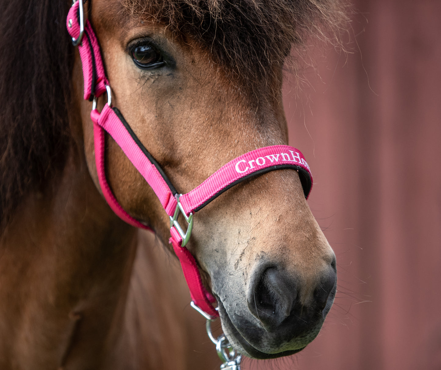 Halfter CrownHorse Pink