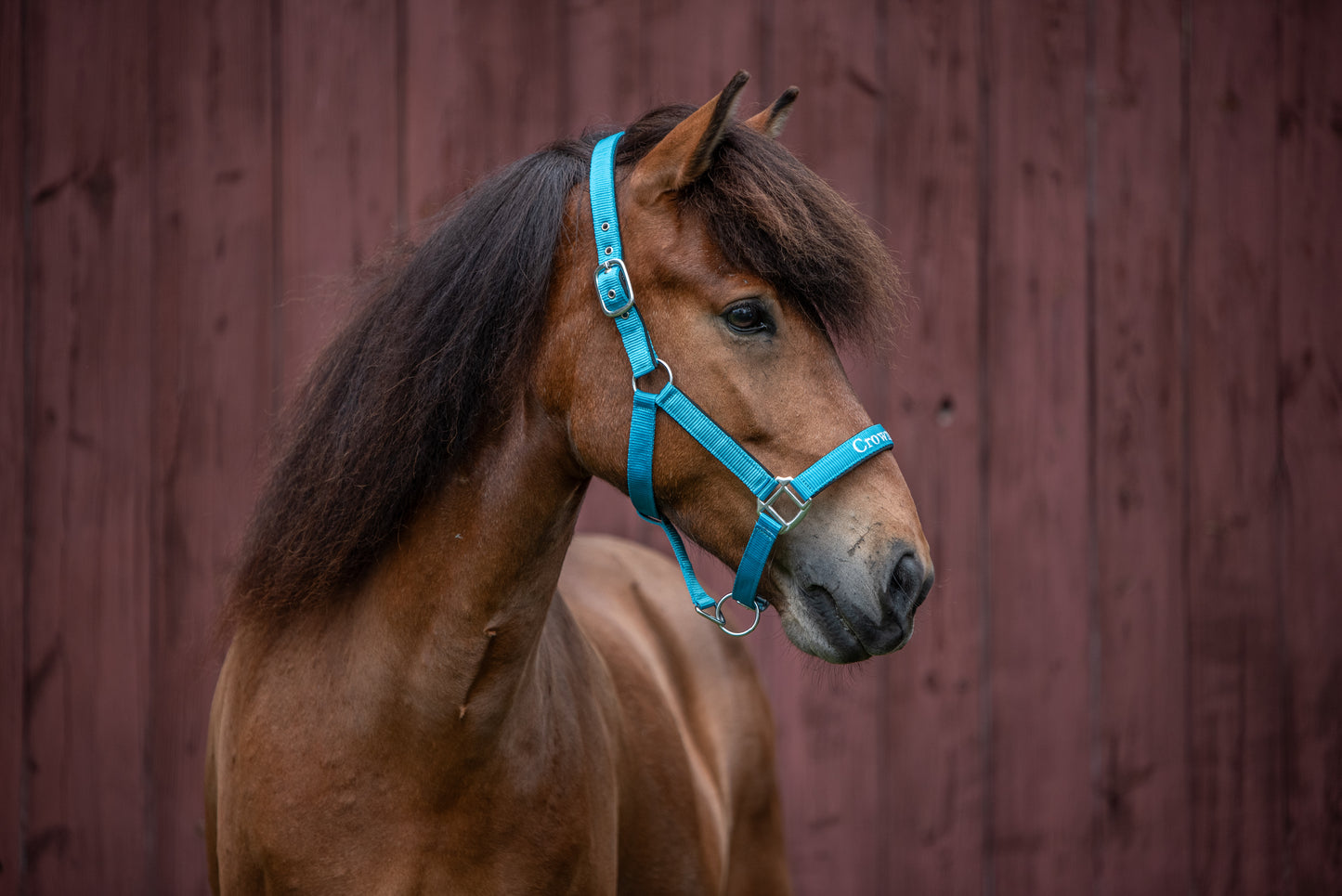 Halfter CrownHorse Türkis