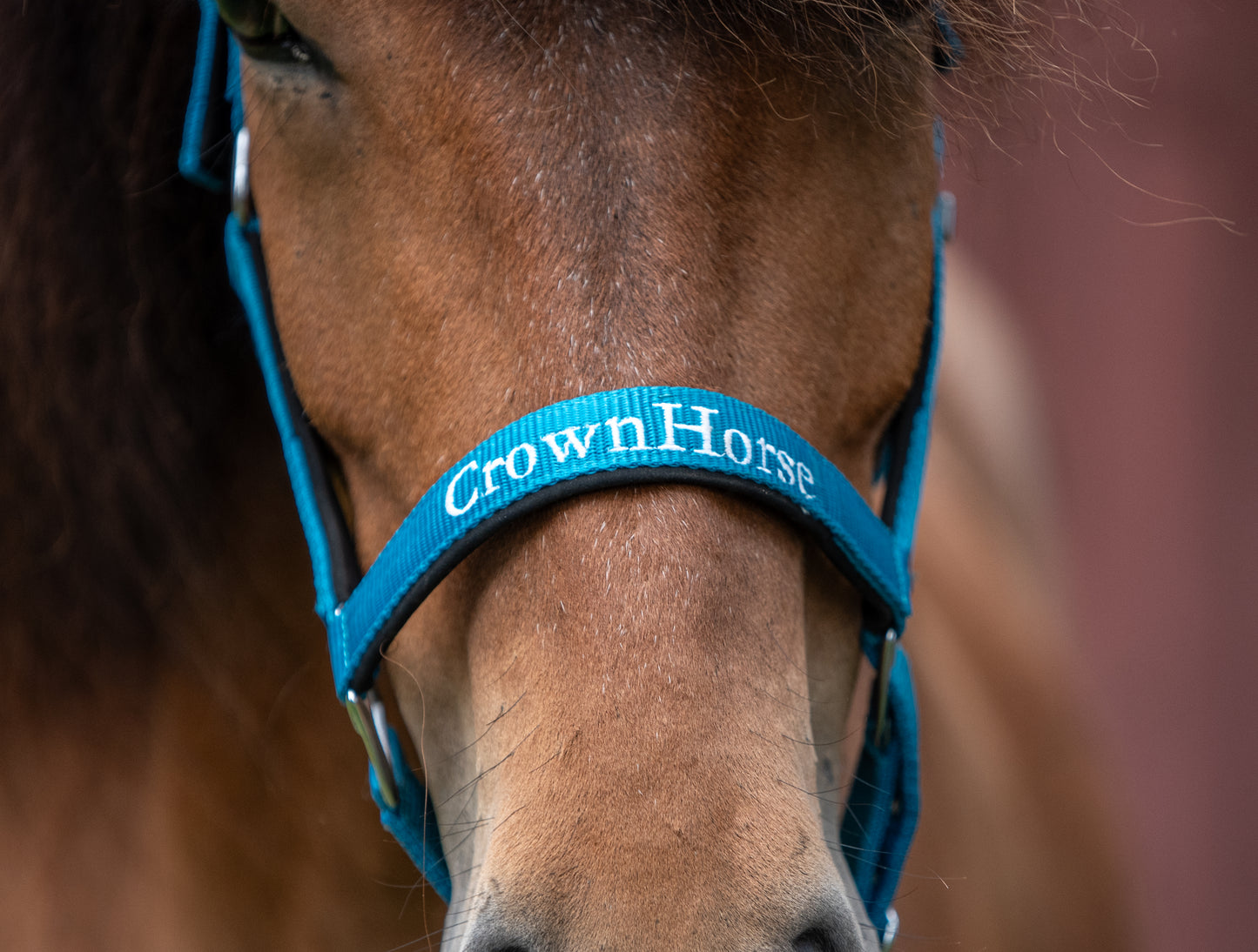 Halfter CrownHorse Türkis