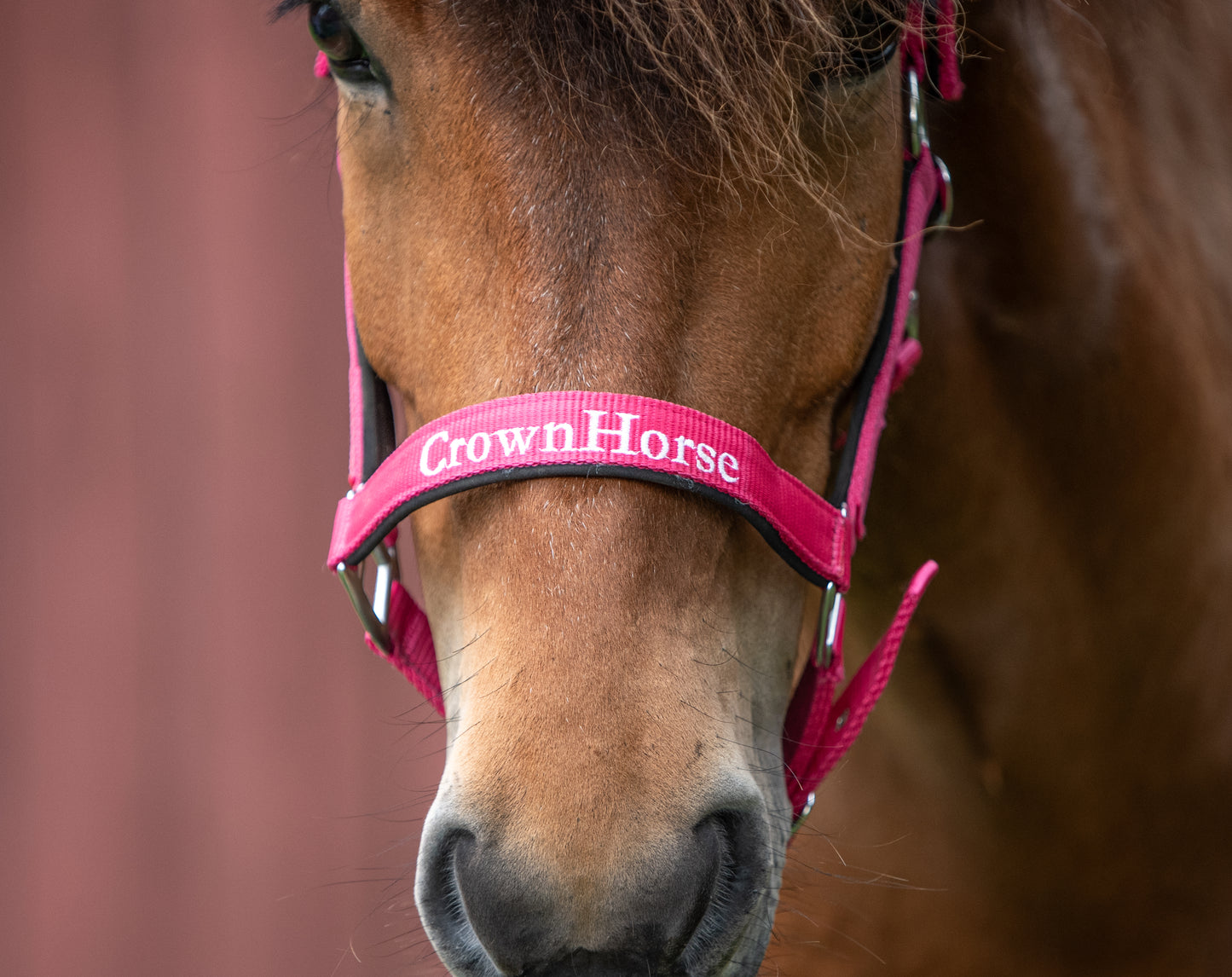 Halfter CrownHorse Pink