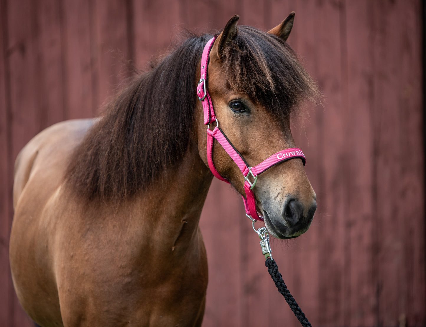 Halfter CrownHorse Pink