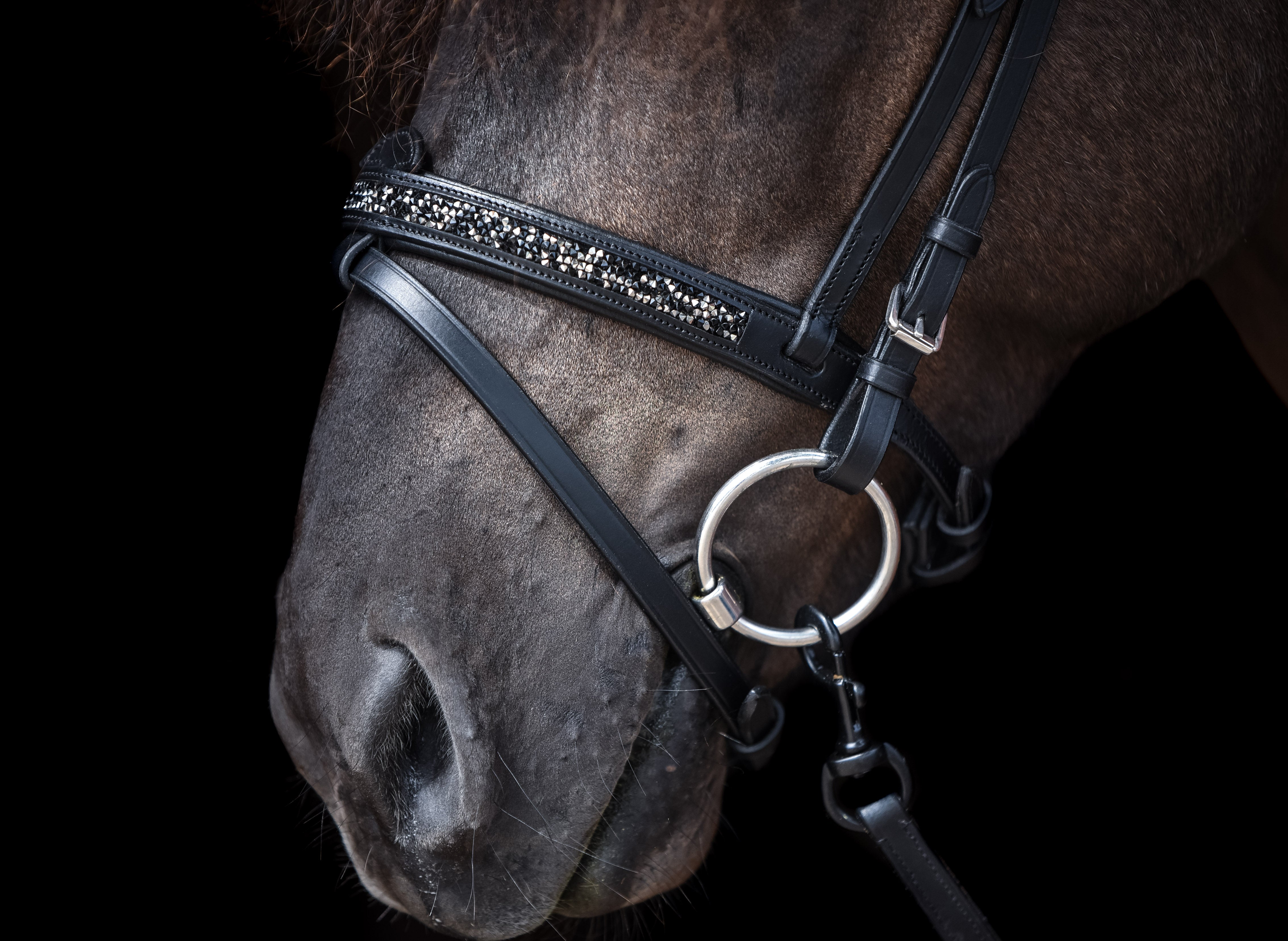 Englisch kombinierte Nasenriemen