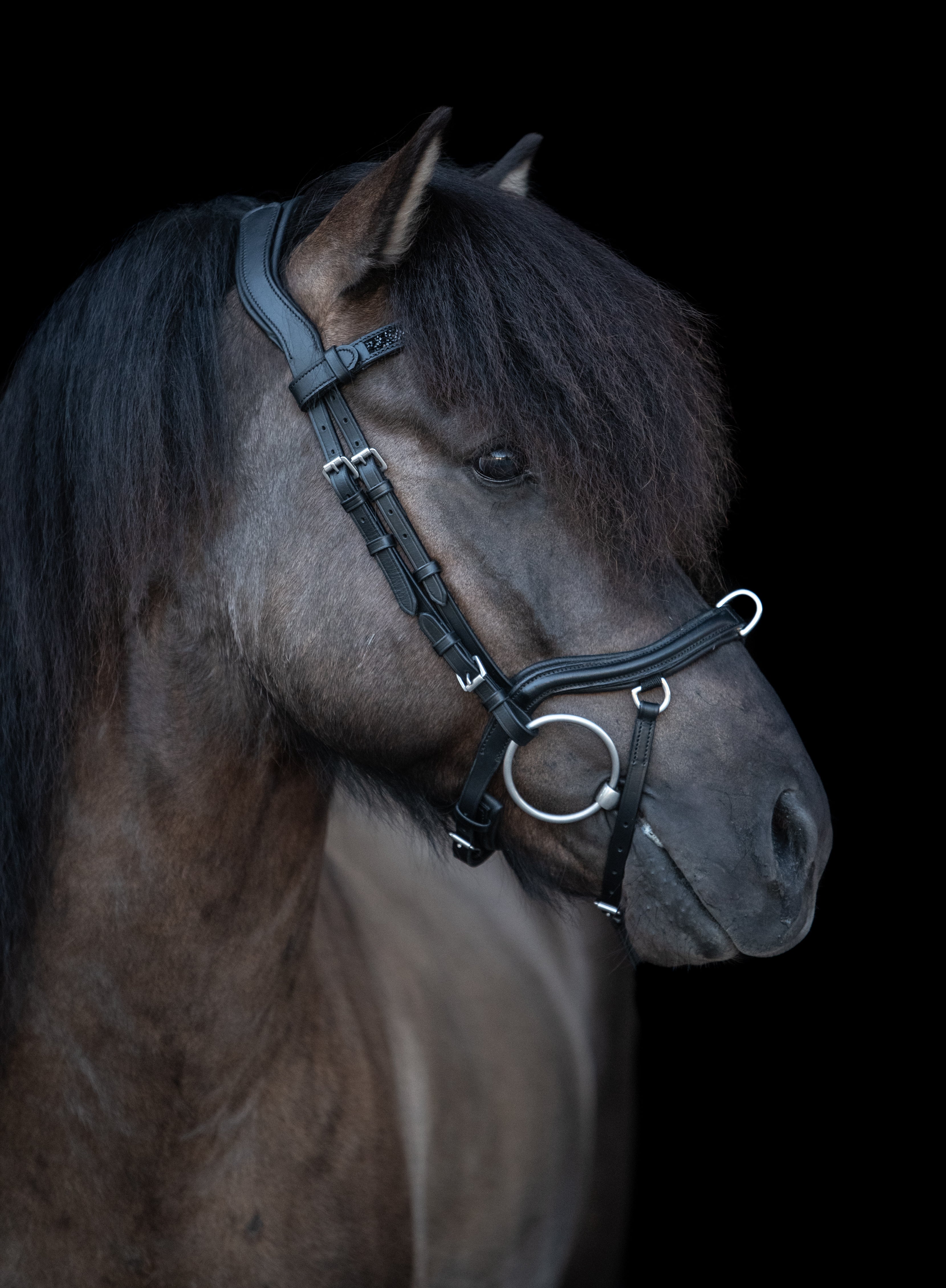 Bodenarbeit & Ausbildung